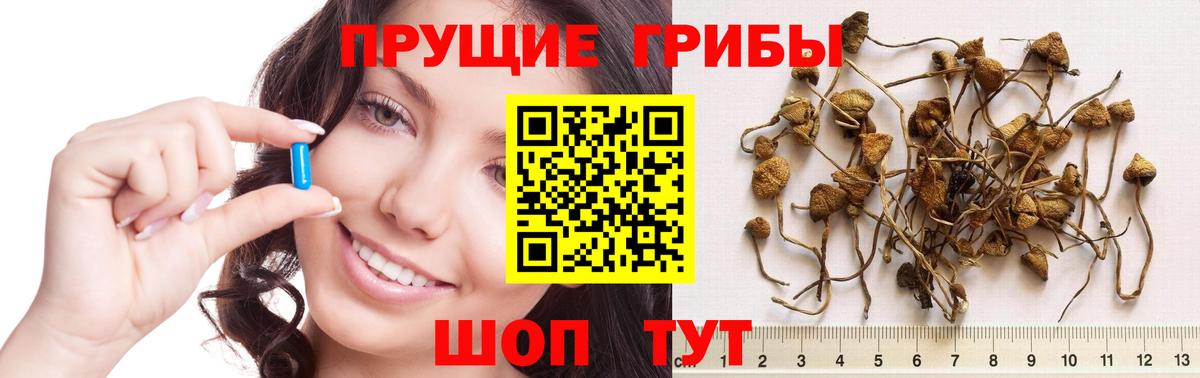 Псилоцибиновые грибы мицелий  Вход с VPN  Корсаков 